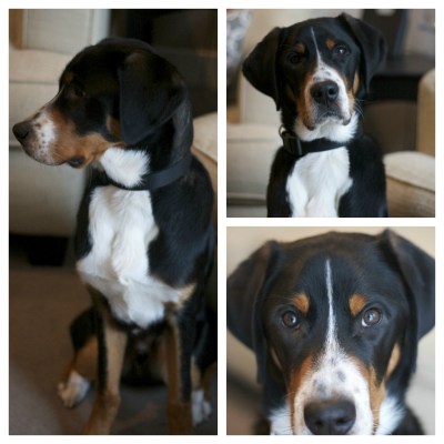 swiss mountain dog puppy