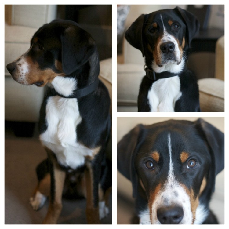 swiss mountain dog puppy