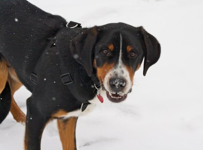 swiss mountain dog snow