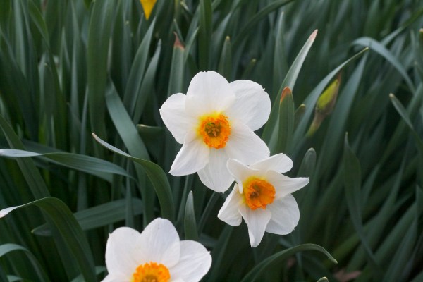 daffodils