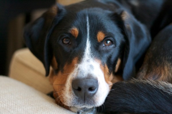 greater swiss mountain dog 