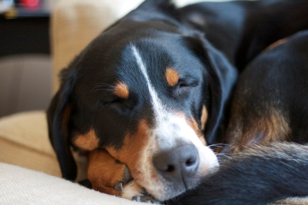 greater swiss mountain dog 