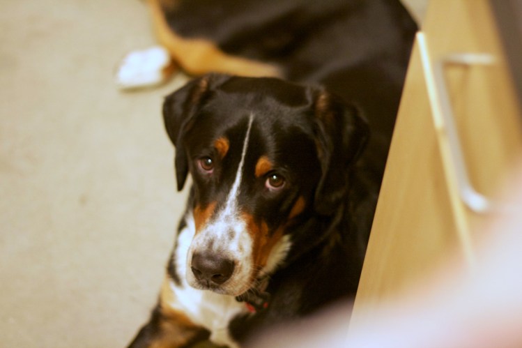 greater swiss mountain dog puppy