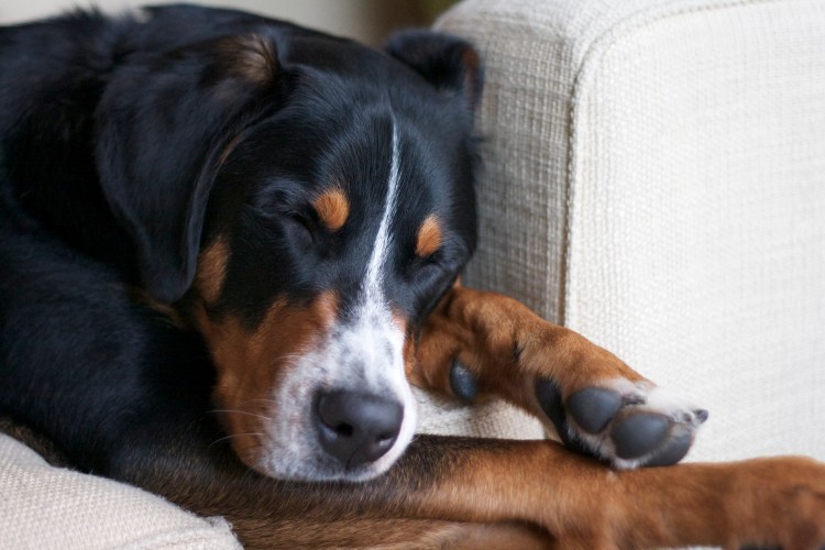 greater swiss mountain dog puppy simply social blog