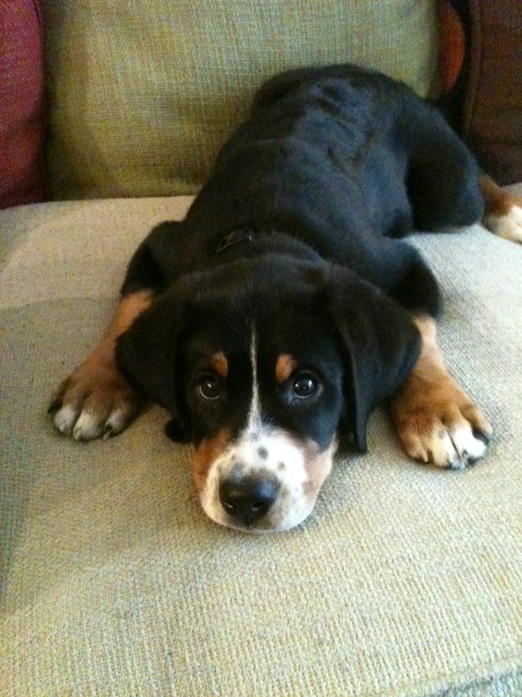 greater swiss mountain dog puppy 