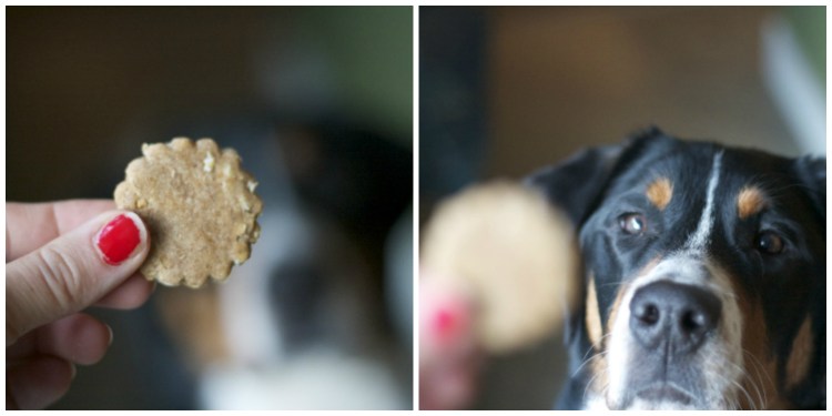 homemade dog treats greater swiss mountain dog puppy 