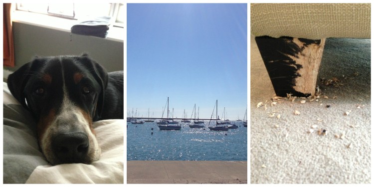 chicago lakefront swiss mountain dog 