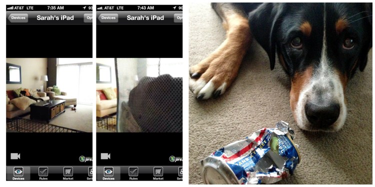 greater swiss mountain dog beer can simply social blog 