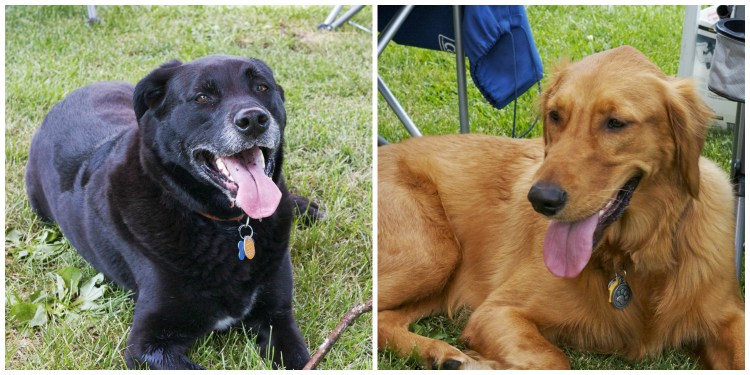 golden retriever simply social blog 