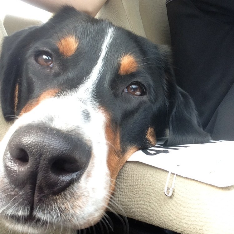 greater swiss mountain dog