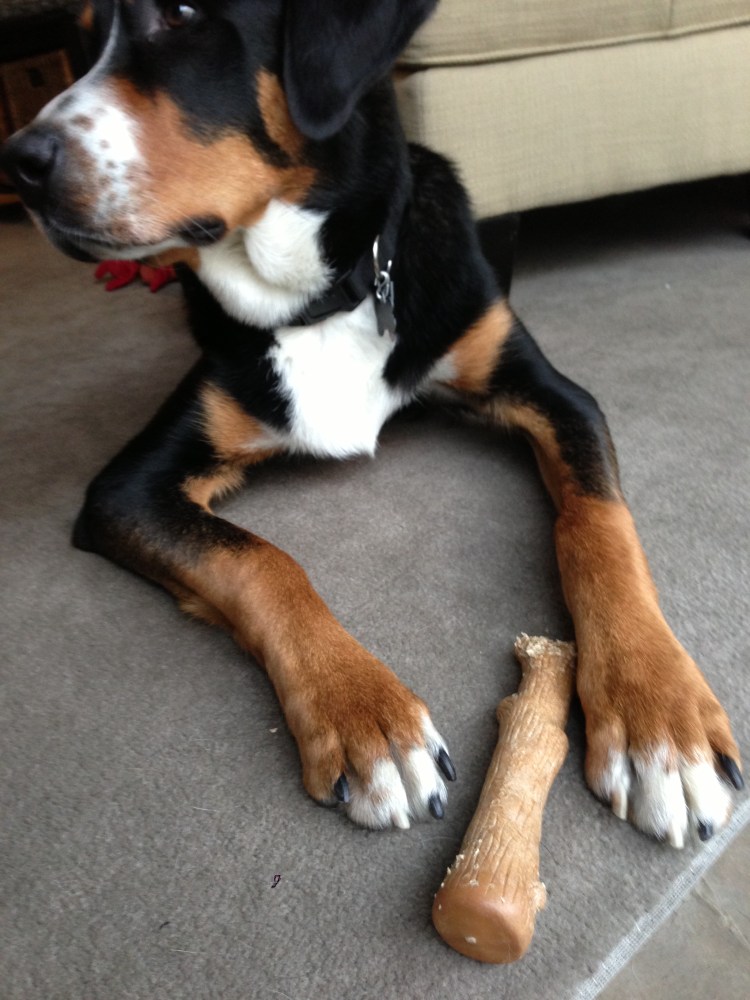 greater swiss mountain dog sad dog diary simply social blog