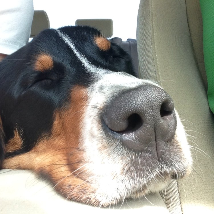 greater swiss mountain dog sad dog diary simply social blog