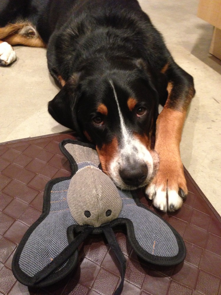 greater swiss mountain dog sad dog diary simply social blog