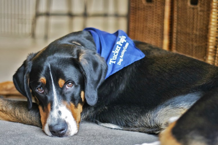 greater swiss mountain dog sad dog diary