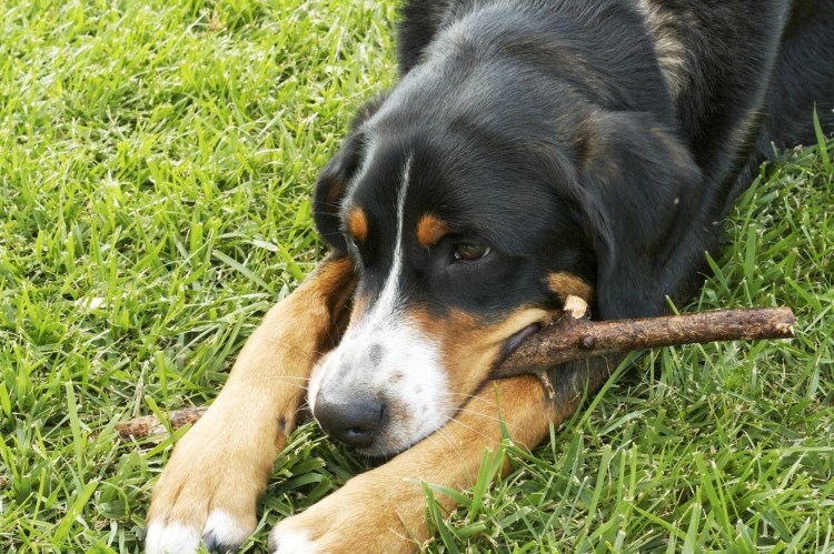 greater swiss mountain dog sad dog diary simply social blog