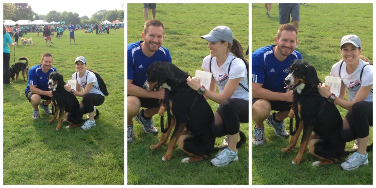 paws chicago run for their lives swiss mountain dog 