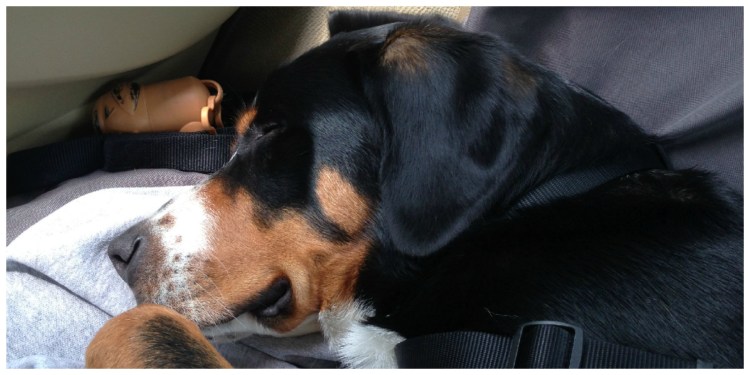 tired greater swiss mountain dog 
