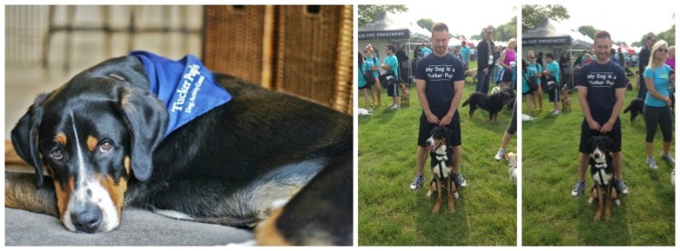 tucker pups paws chicago race greater swiss mountain dog