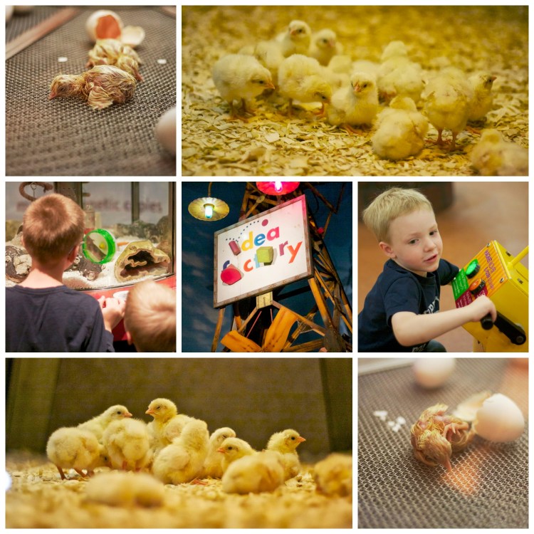 Baby chicks museum of science and industry Chicago simply social blog