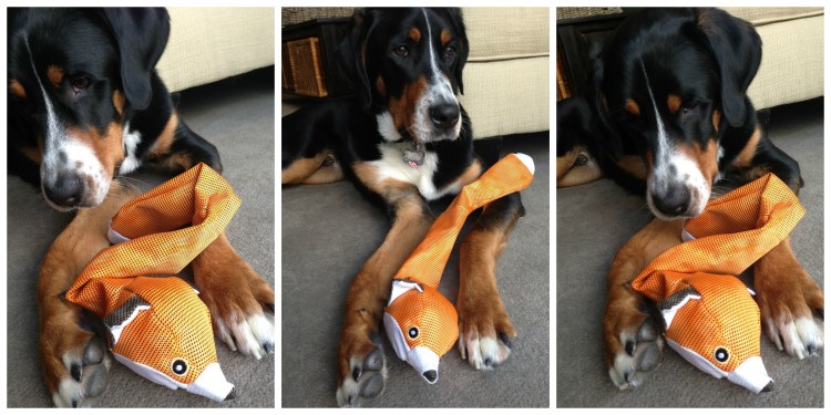 greater swiss mountain dog simply social blog