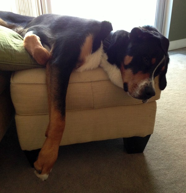 greater swiss mountain dog simply social blog 