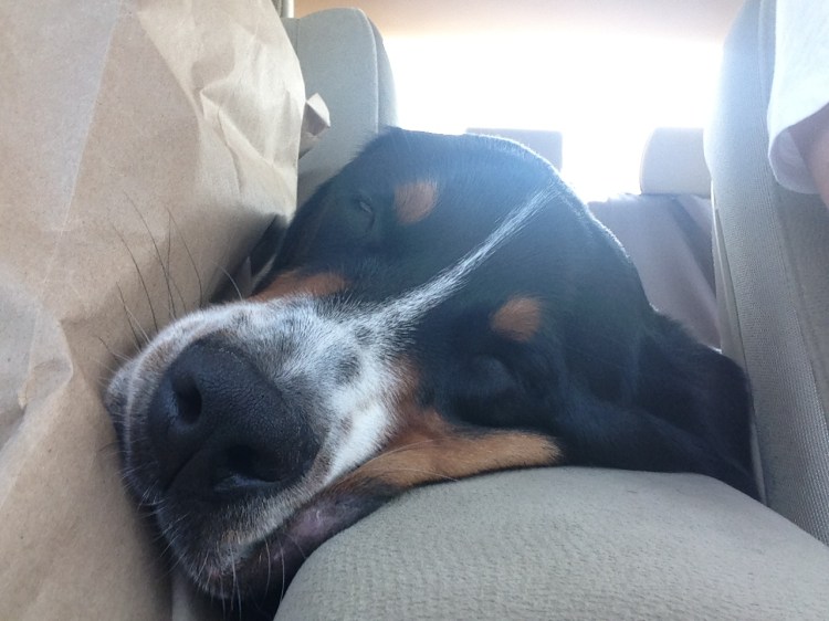 greater swiss mountain dog 