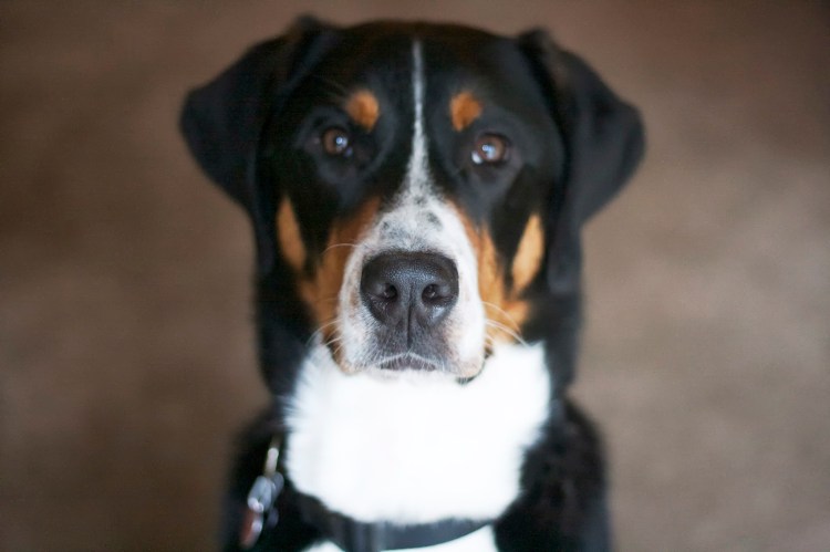 greater swiss mountain dog