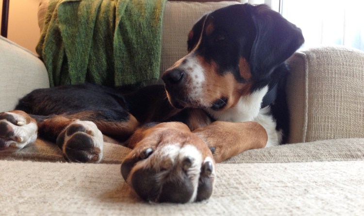 greater swiss mountain dog infographic love simply social blog