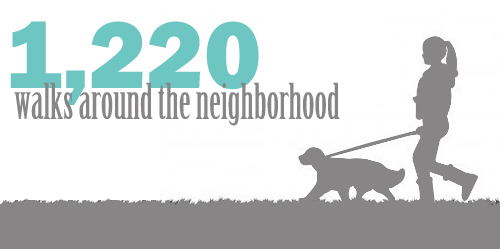 greater swiss mountain dog infographic number of walks simply social blog