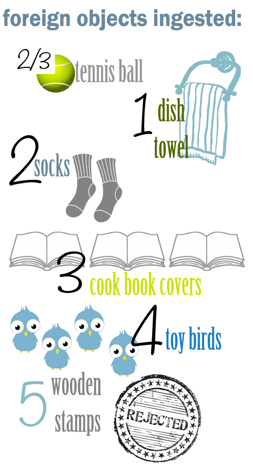 greater swiss mountain dog infographic objects eaten simply social blog