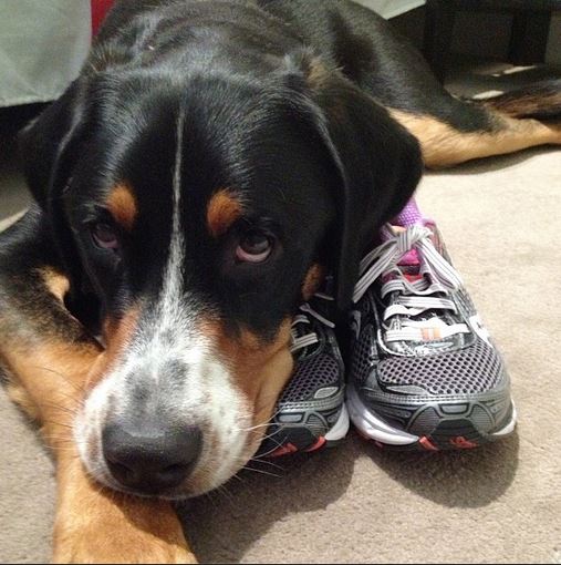 swiss mountain dog saucony ride running shoe