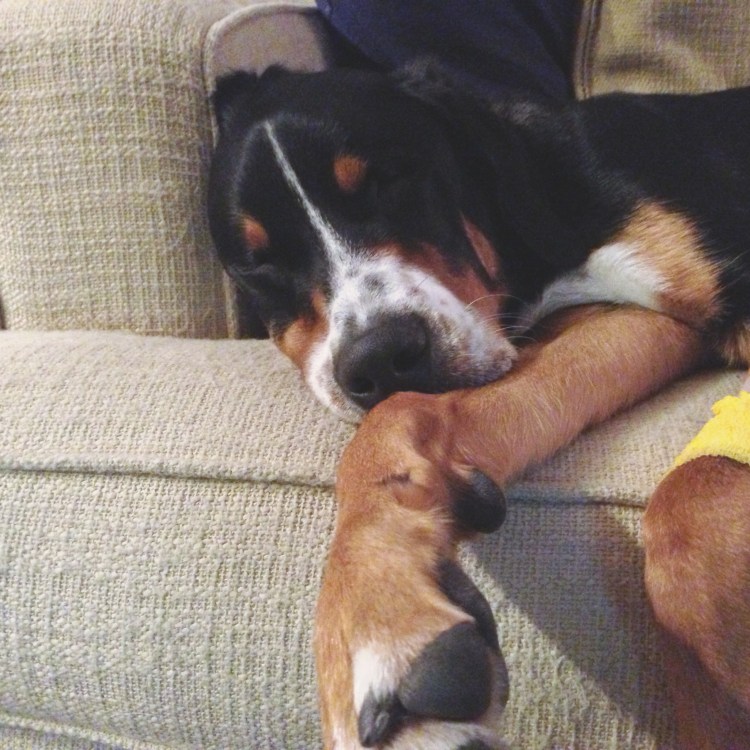 greater swiss mountain dog, puppy, finn, swissy