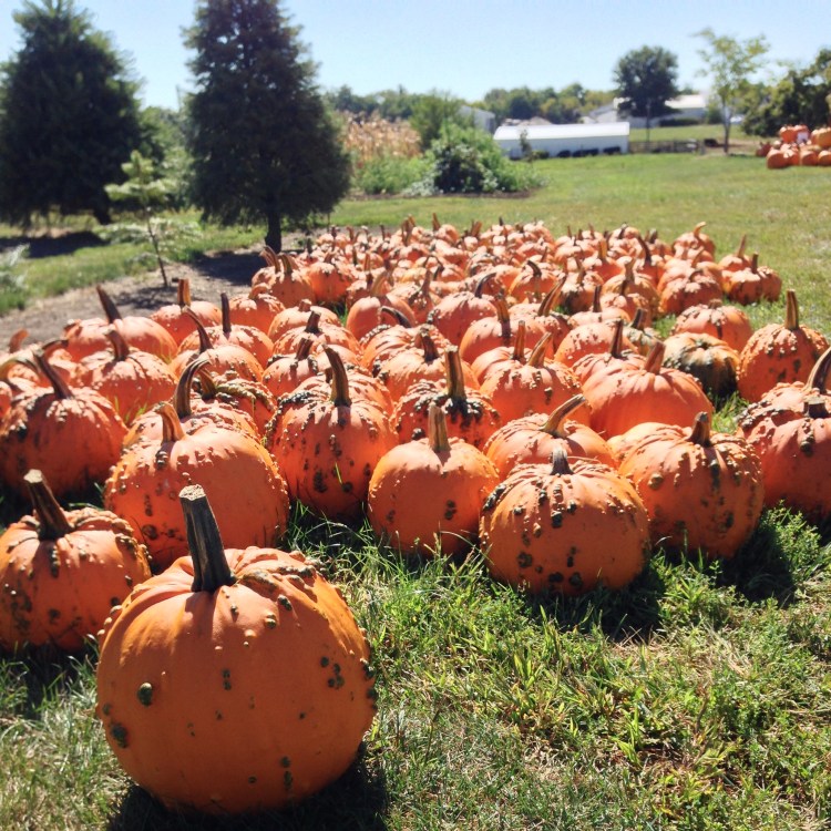 bomke's patch, pumpkin, simply social blog