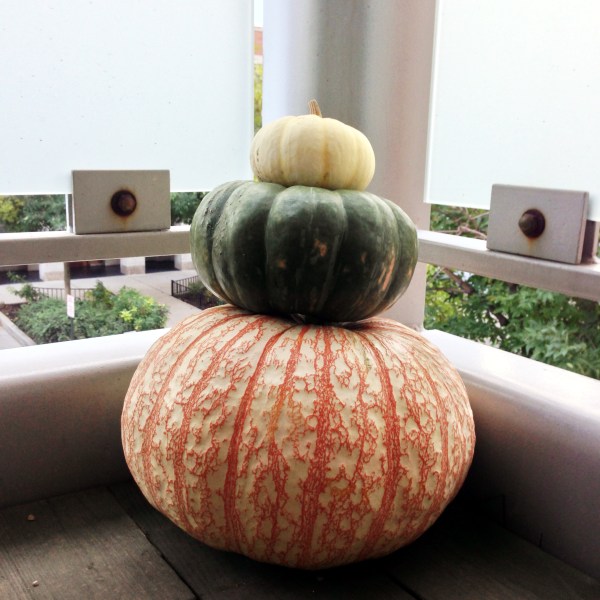 bomke's patch, pumpkin, simply social blog, 