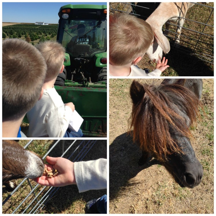 bomke's patch, pumpkin, wagons, tractors, petting zoo, miniature horse, goats, imply social blog