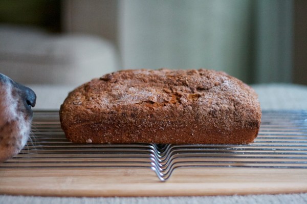 swissy puppy photobombs pumpkin bread 