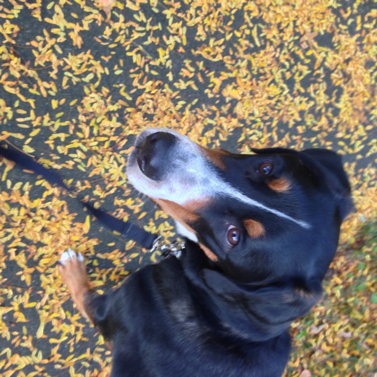 greater swiss mountain dog, swissy, fall leaves, gsmd, simply social blog