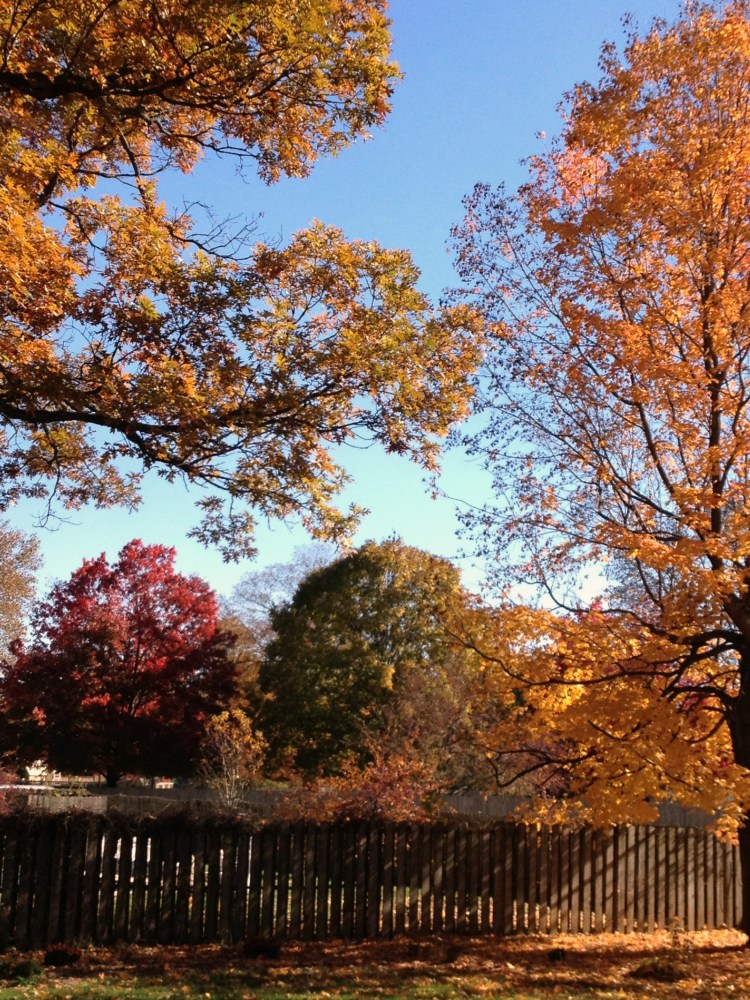 fall colors, springfield illinois, simply social blog