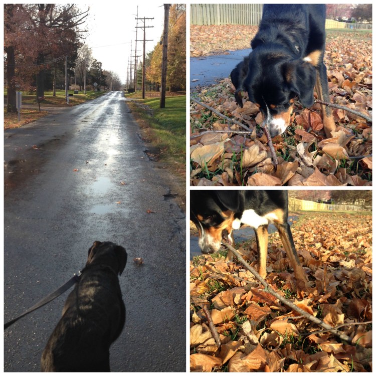 fall colors, springfield illinois, simply social blog, greater swiss mountain dog 