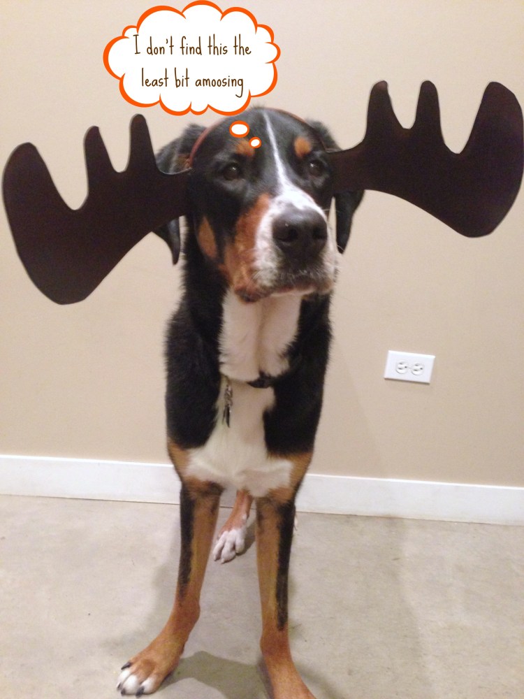greater swiss mountain dog moose antler costume 