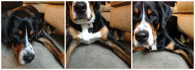 greater swiss mountain dog, puppy, swissy, gsmd 