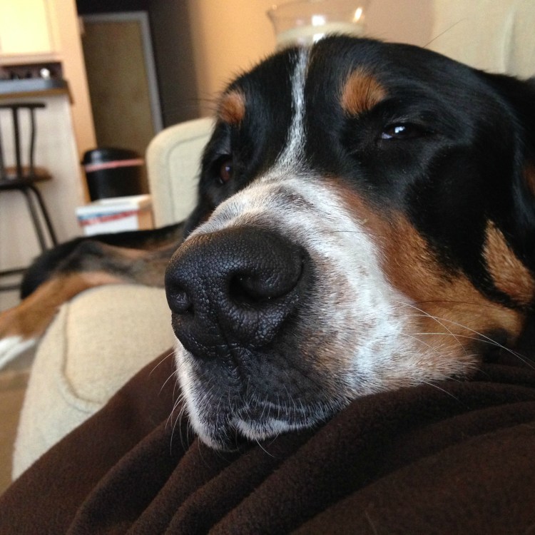 greater swiss mountain dog puppy 