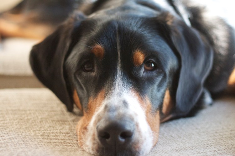 greater swiss mountain dog, swissy, puppy