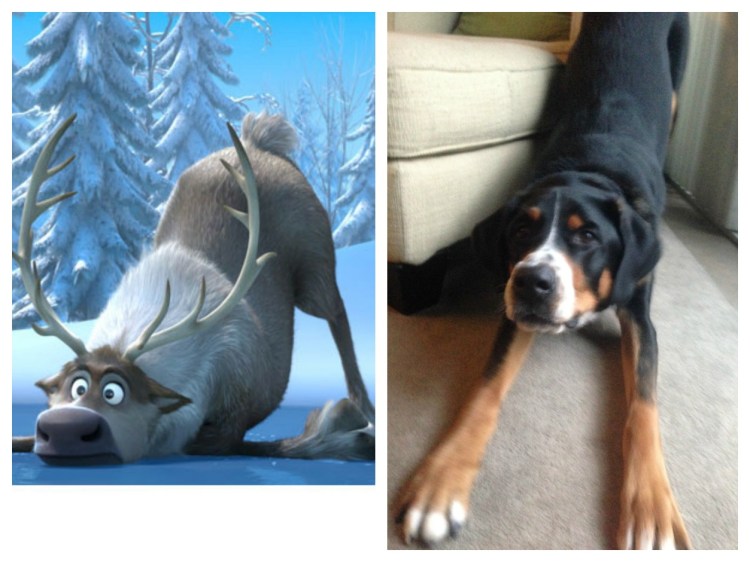 sven frozen swiss mountain dog puppy 