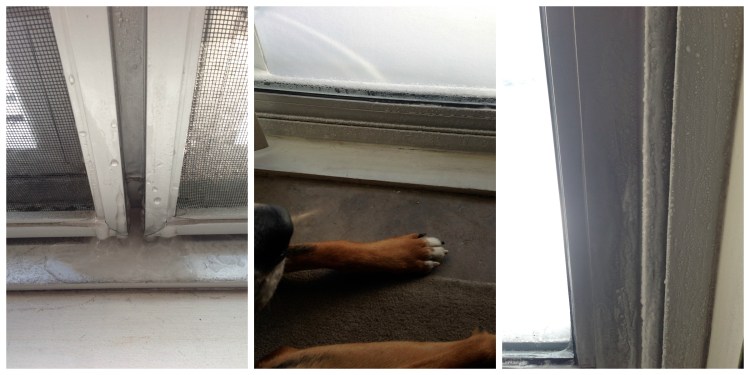 frozen windows, polar vortex, chicago, greater swiss moutain dog