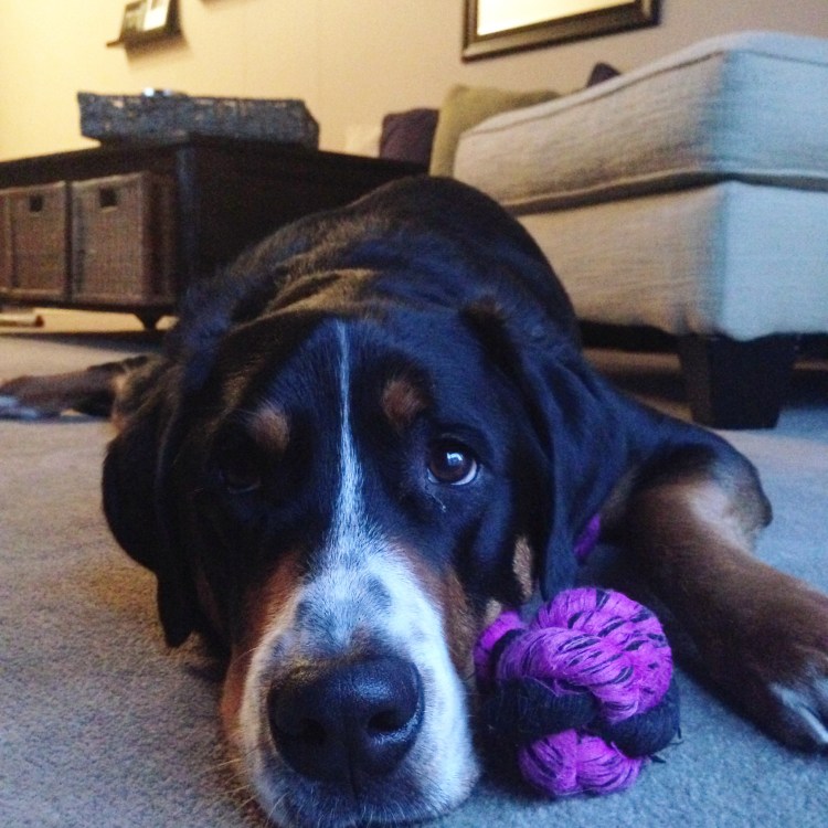 greater swiss mountain dog, finn, swissy, puppies