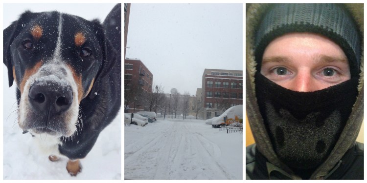 chicago polar vortex snowstorm, greater swiss mountain dog, cold weather