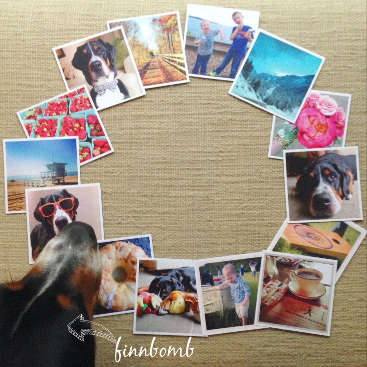 social print studio instagram prints, greater swiss mountain dog photobomb, simply social blog