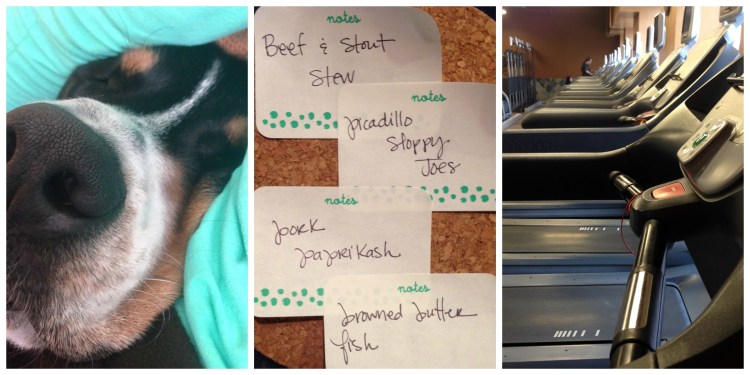 gym, greater swiss mountain dog, meal planning