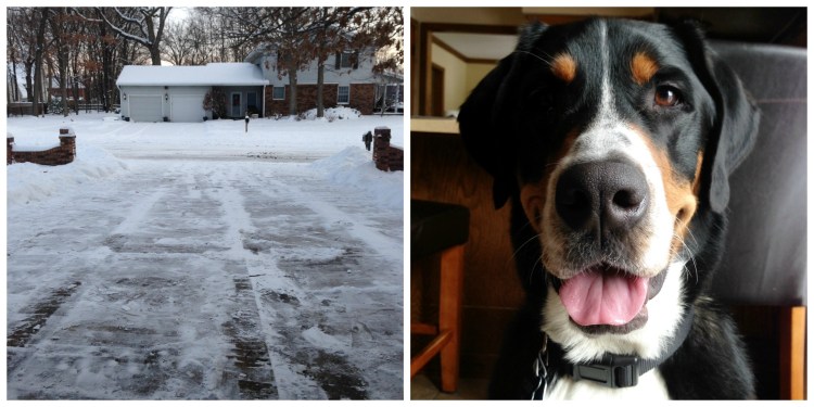 swissy snow, greater swiss mountain dog, finn, puppy